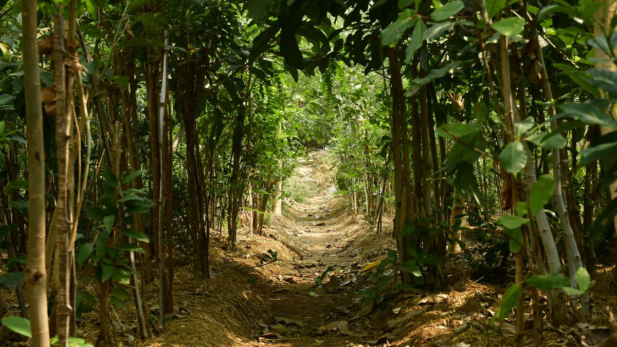 Native Plant Jungle (Miyawaki) – Suresh Kumar Landscape Project by Rajput Farms