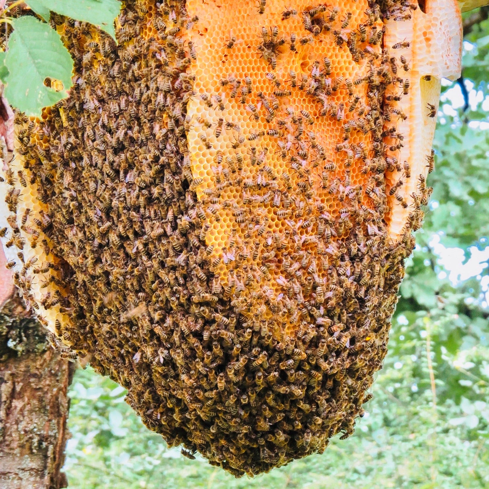 Honey placeholder image