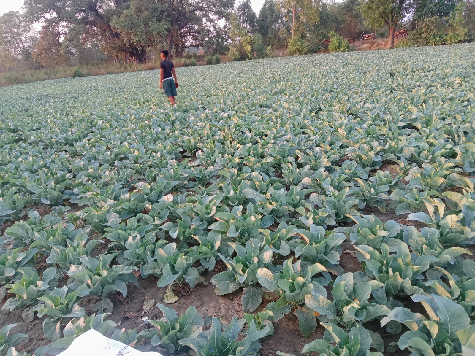 Rajput Farms Caulitlflower that is grown Traditionally