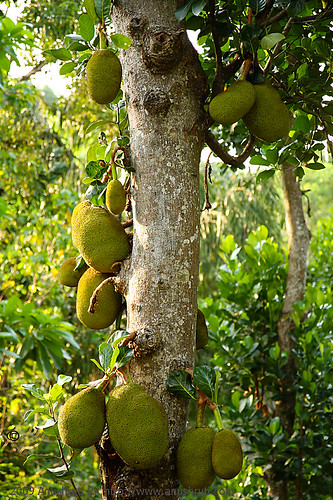 Rajput Farms Mangoes is best