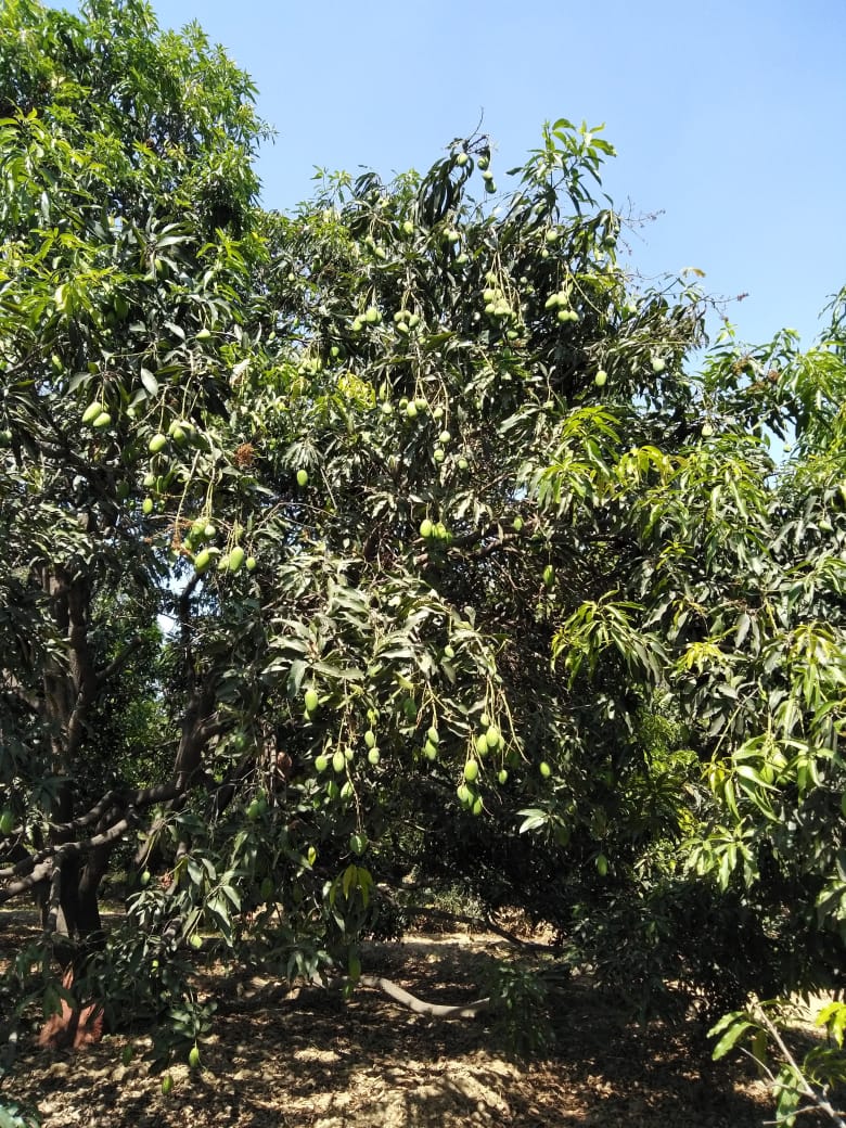 Rajput farms mangoes