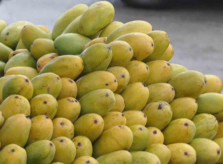 Rajput Farms Premium Dasheri Mango