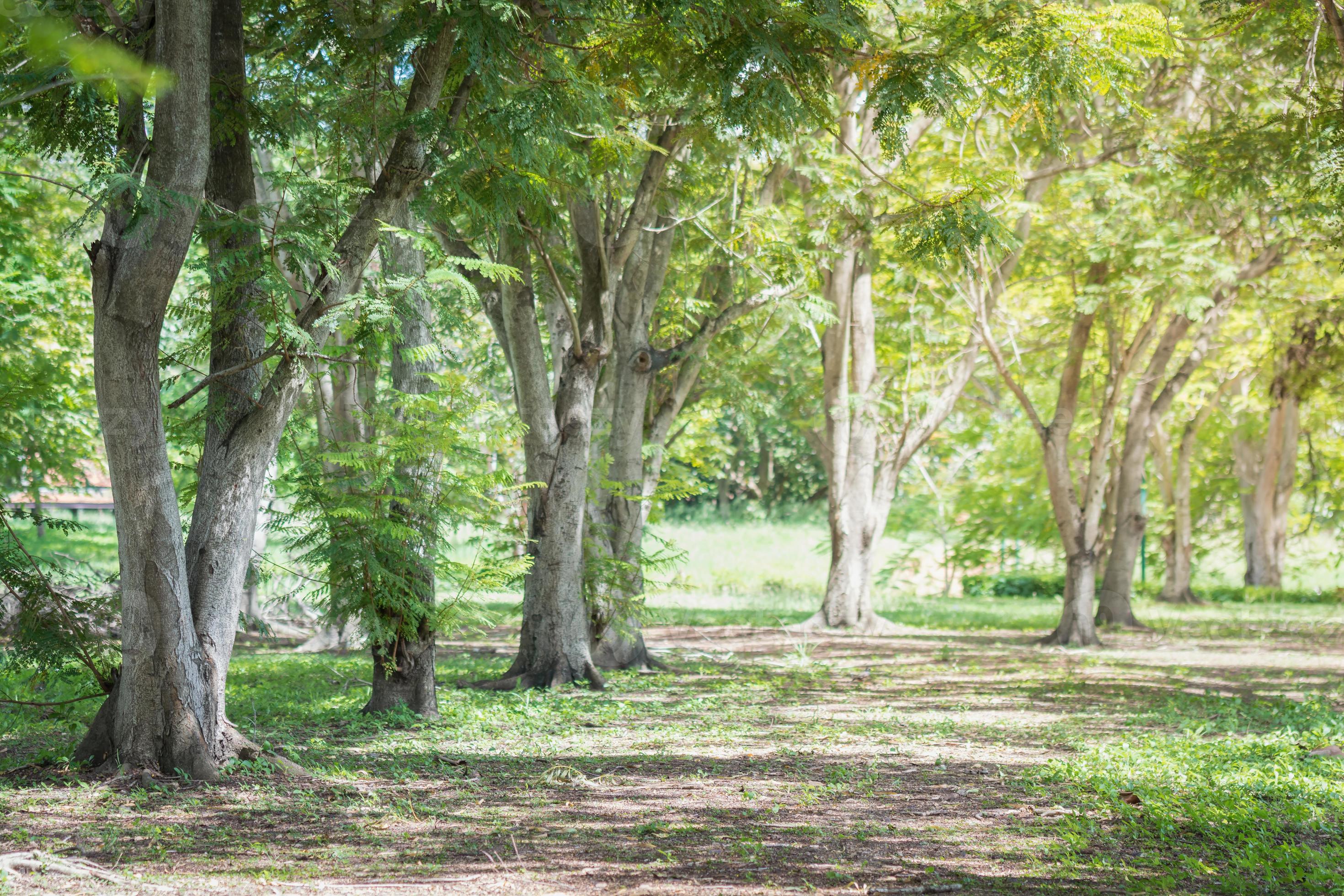 High density native Miyawaki plantation forest