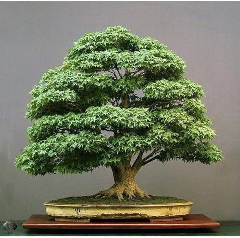 Bonsai Artistry
