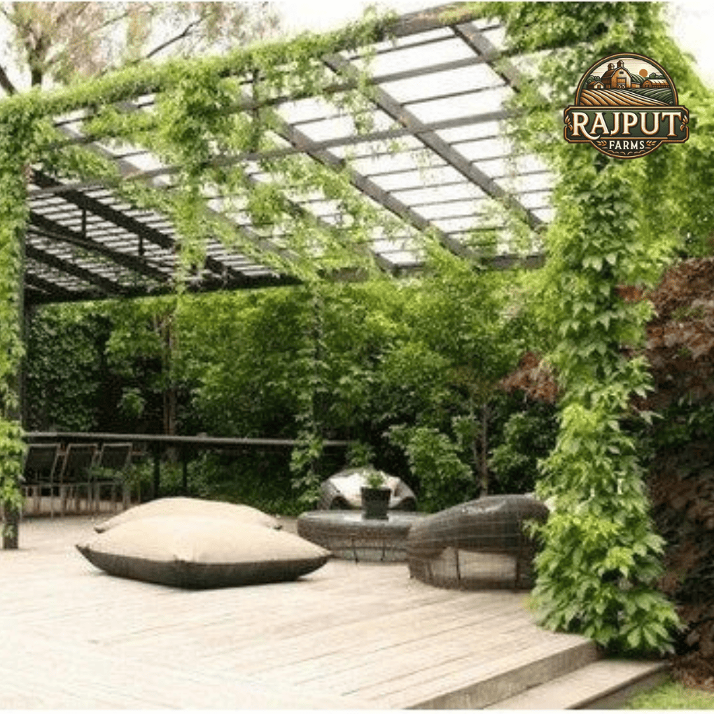Terrace Garden with Pergola by Rajput Farms
