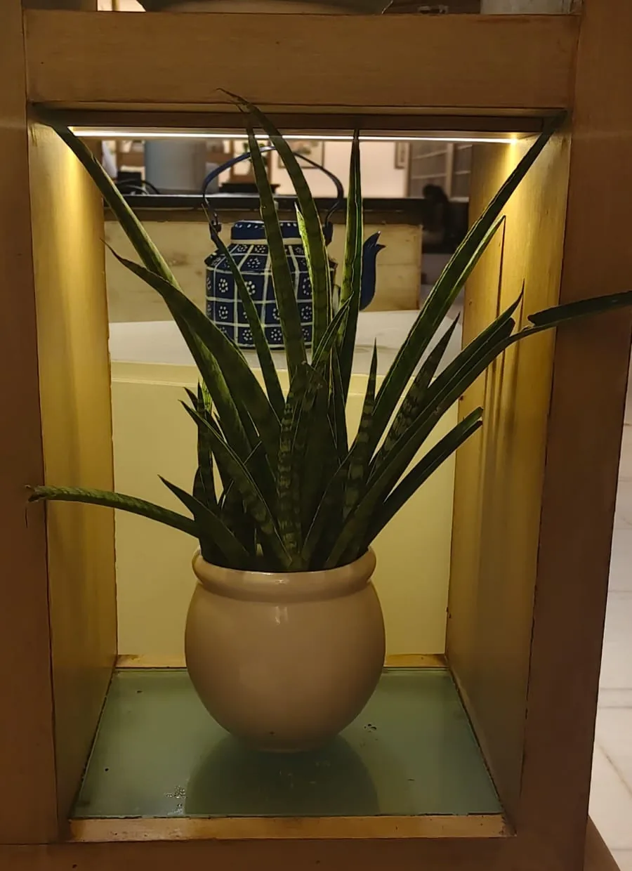 Biophilic Hotel Design: Bringing Plants Into Guest Spaces