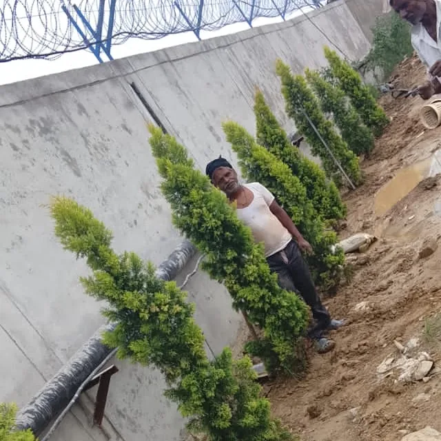 Factory Green Belt: Planning Perimeter Planting
