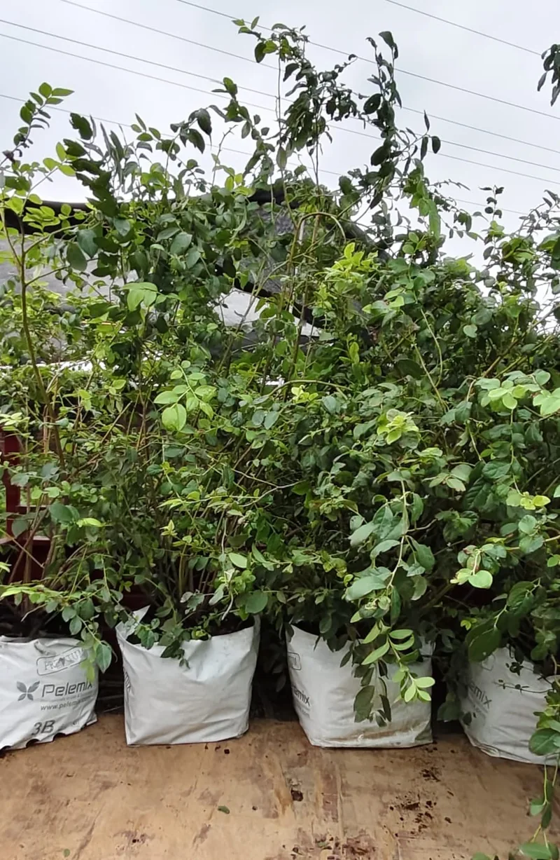 Miyawaki Plant Species: Choosing Native Trees for UP
