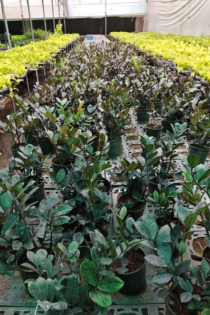 Landscape Plant Procurement: Sourcing Nursery Stock