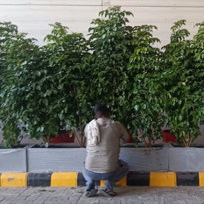 Hiring a Landscape Contractor in Lucknow: What to Ask