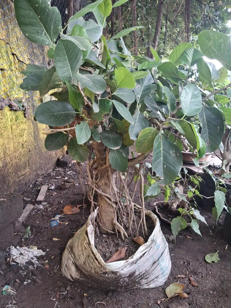 Aerial root ficus plant in a grow bag at a nursery