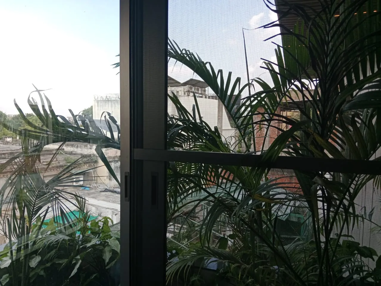 Areca palms in a balcony planter behind glass windows