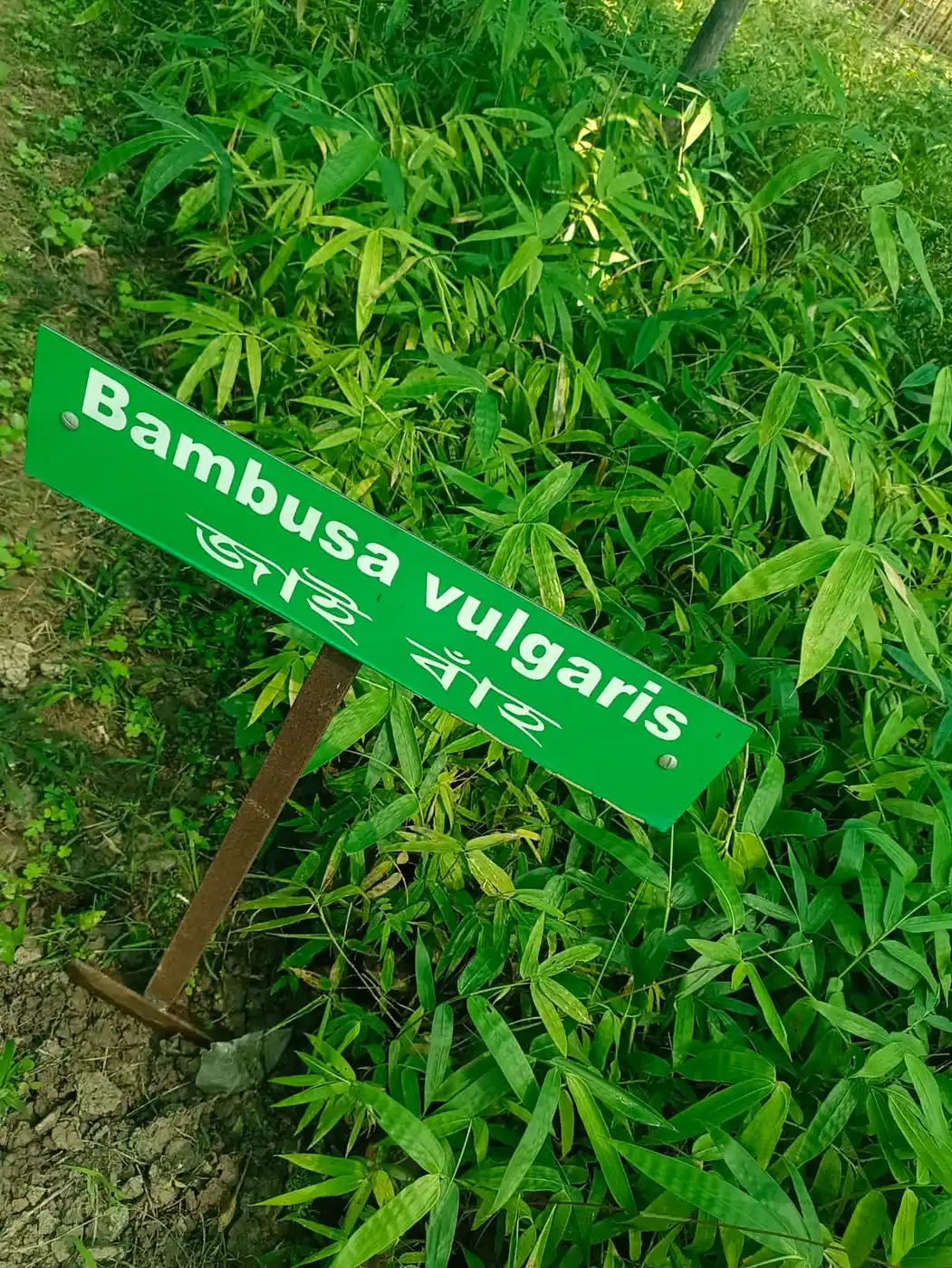 Bambusa vulgaris bamboo plants with a species label