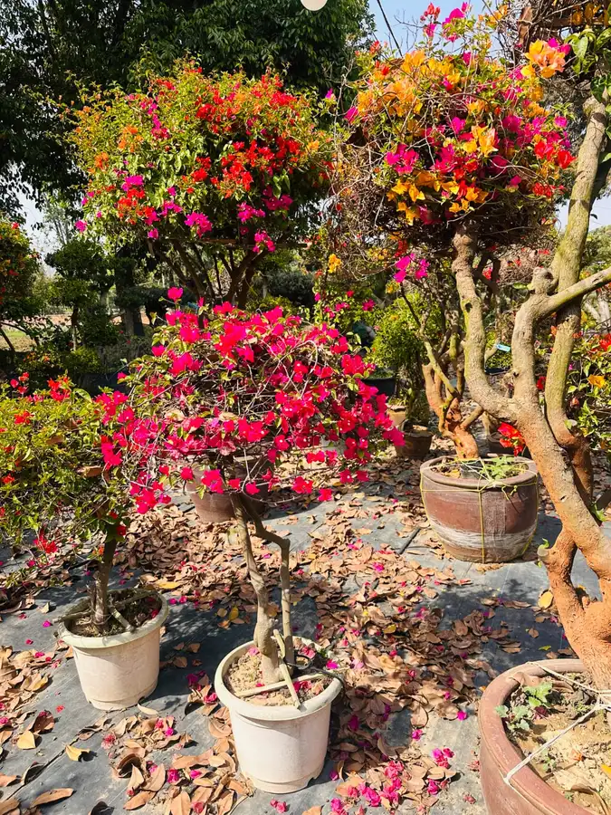 Bougainvillea bonsai plants in white and terracotta pots