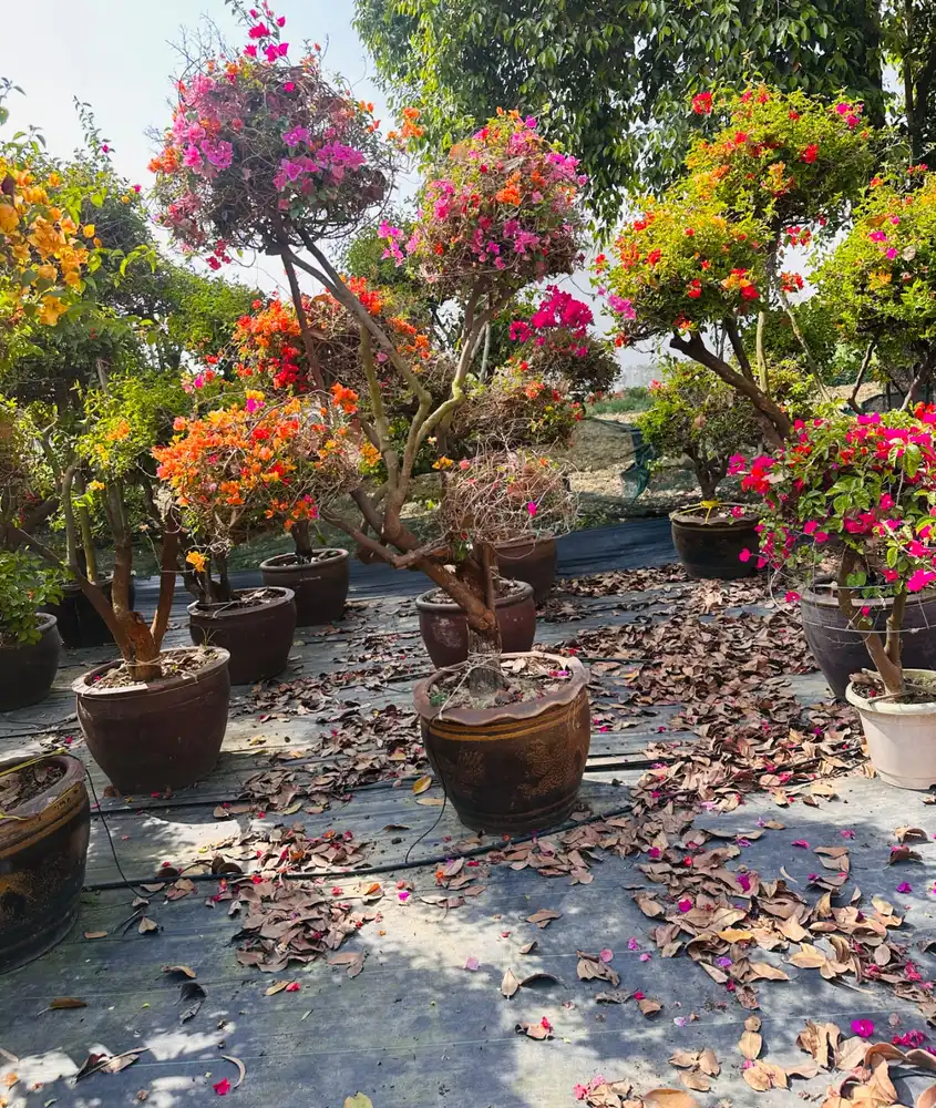 Bougainvillea bonsai standards in large pots at a nursery