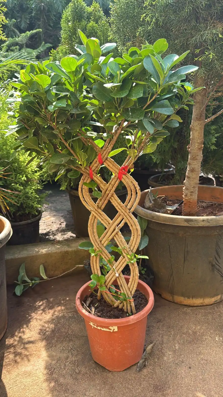 Braided trunk ficus plant in an orange pot at plant nursery