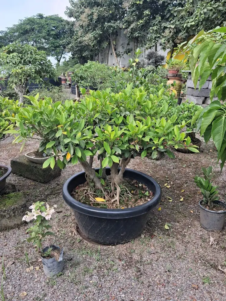 Broad canopy bonsai in a large black pot at a plant nursery