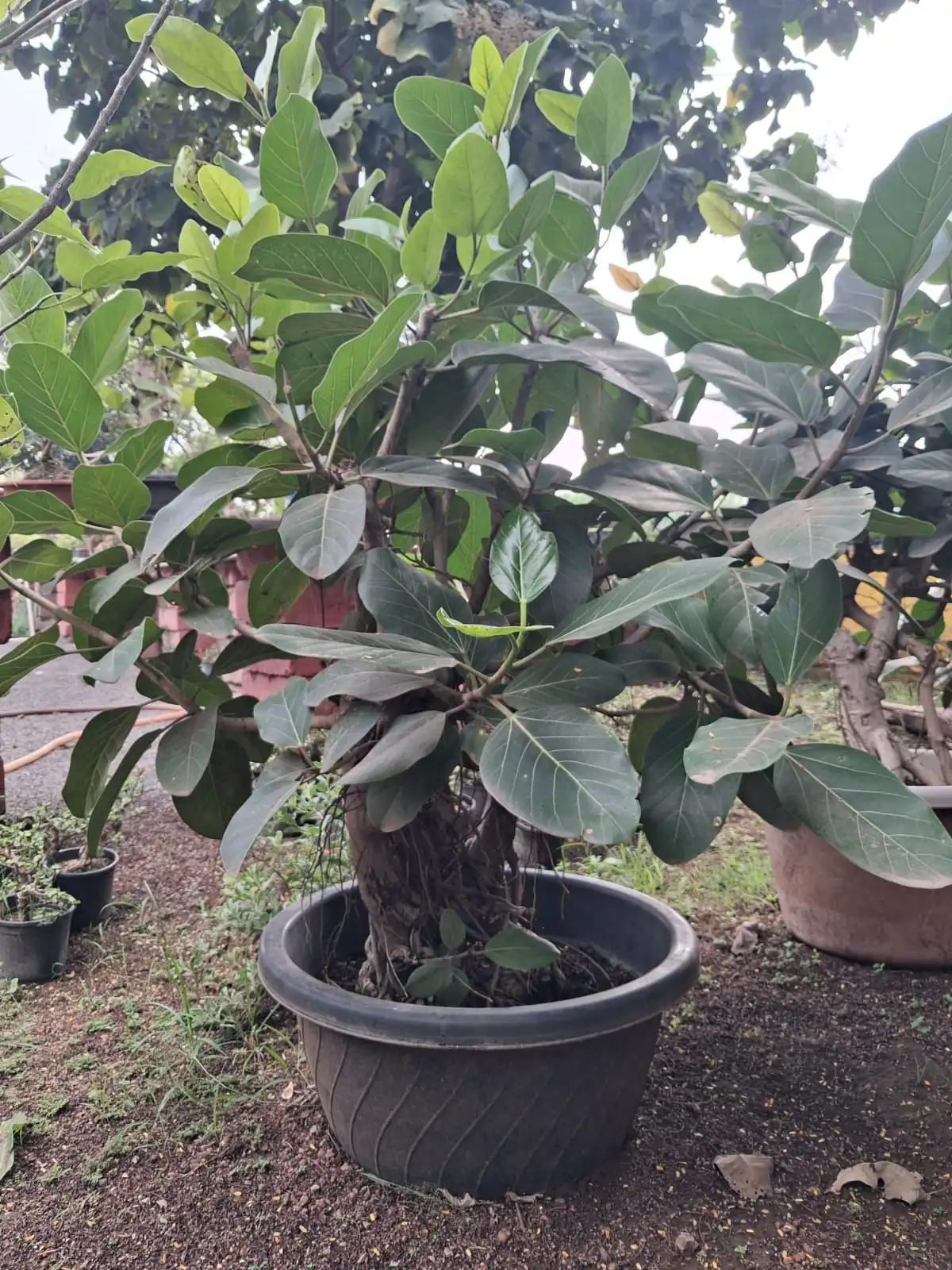 Bushy large leaf ficus bonsai in a black pot