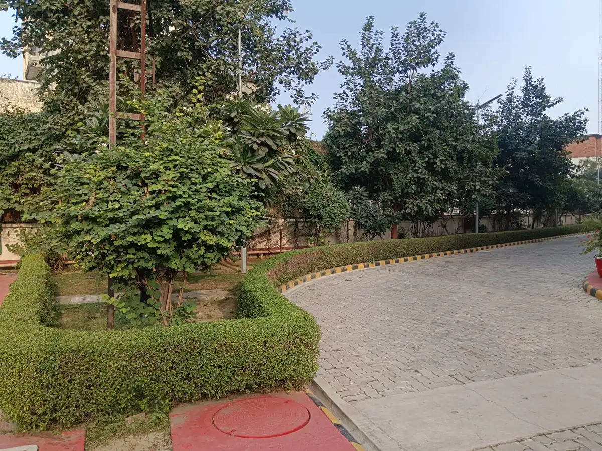 Clipped hedge border and trees along a campus paver road
