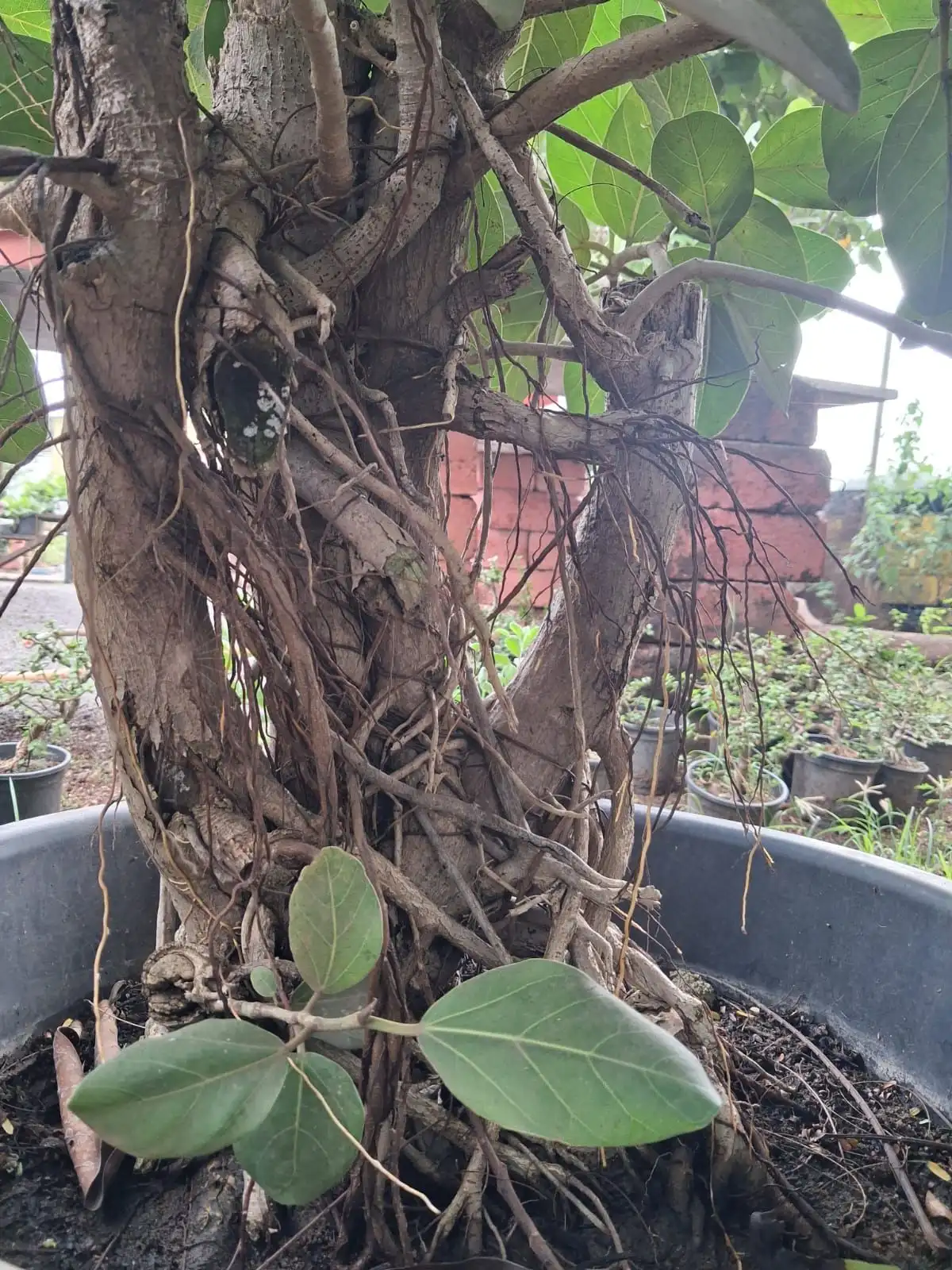 Close-up of a thick aerial root ficus bonsai trunk