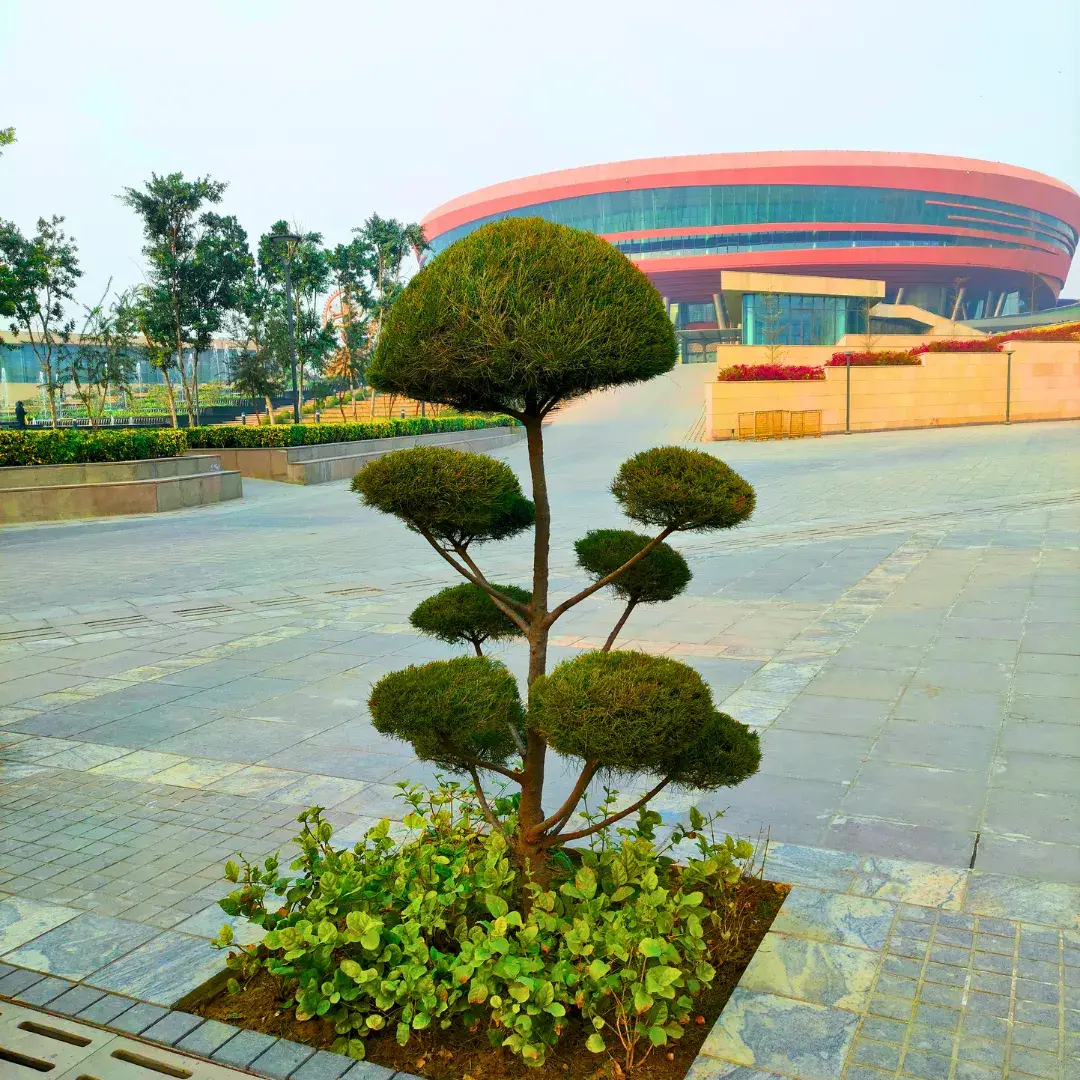 Cloud-pruned topiary ornamental plant in a plaza planter