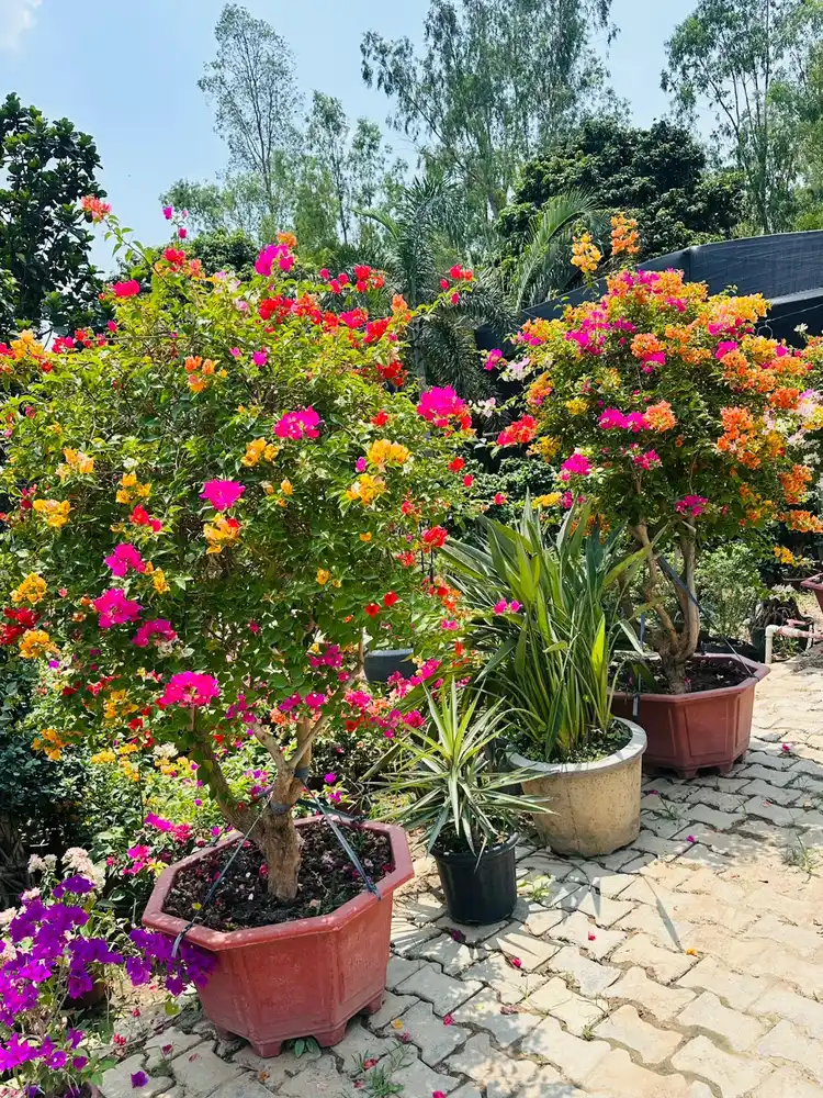 Colourful potted bougainvillea plants, flowering plants for gardens