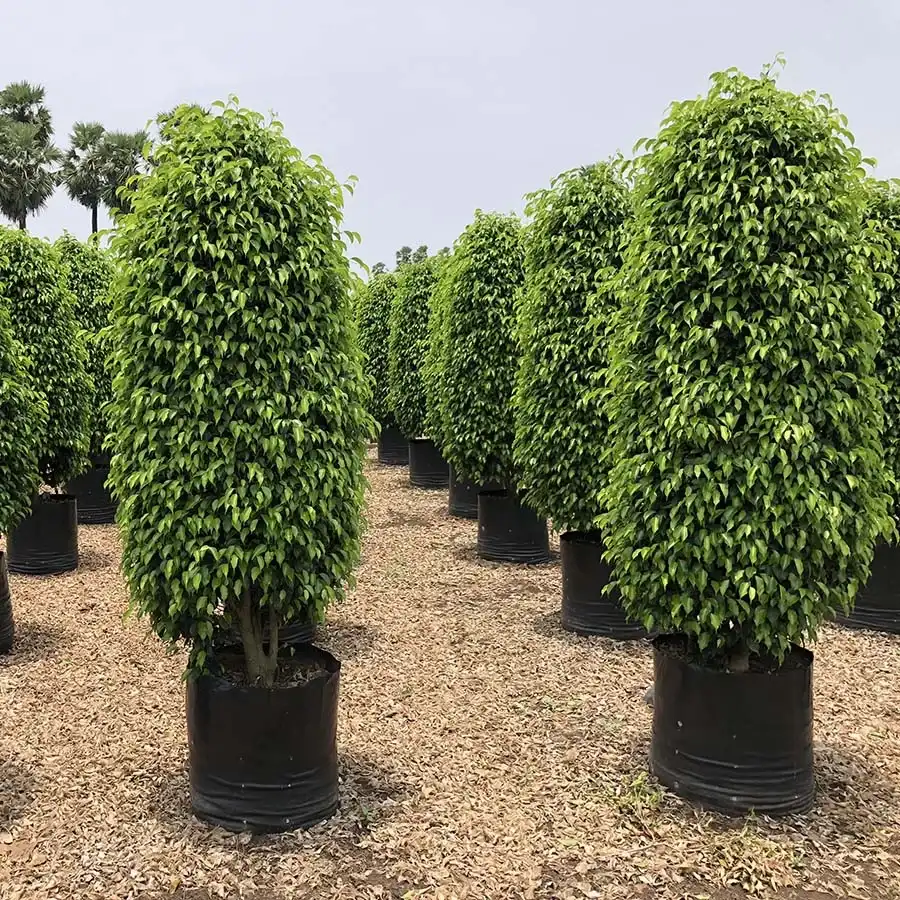 Column ficus plants in grow pots at a nursery