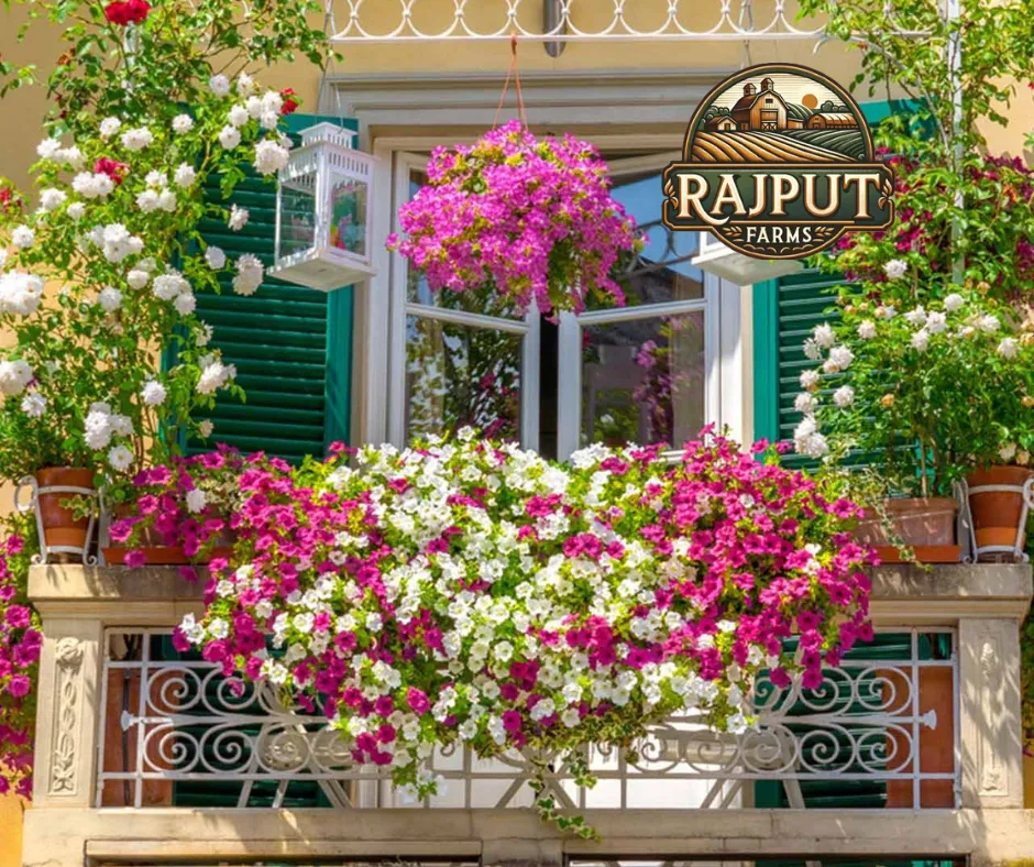 Concept design: balcony planters with petunias and hanging baskets