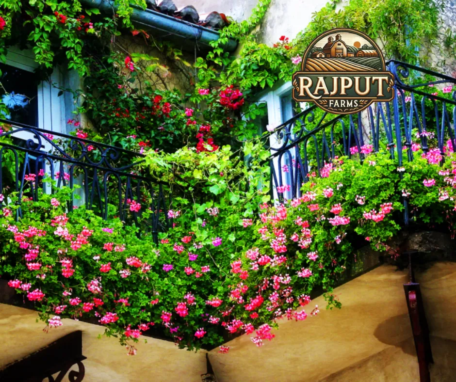 Concept design: balcony railings with pink flowering plants and climbers
