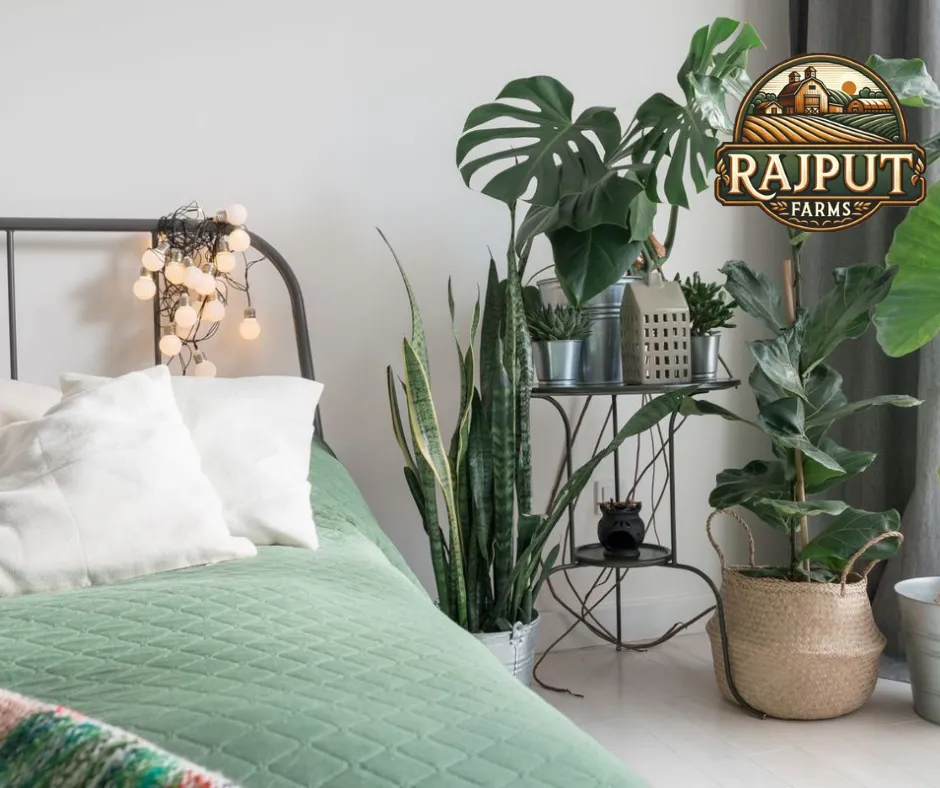 Concept design: bedroom indoor plants with monstera and snake plant