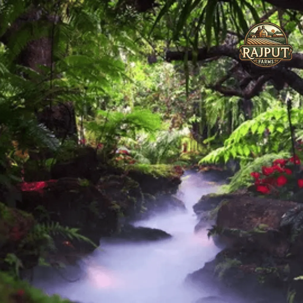 Concept design: cloud garden with misty stream and ferns