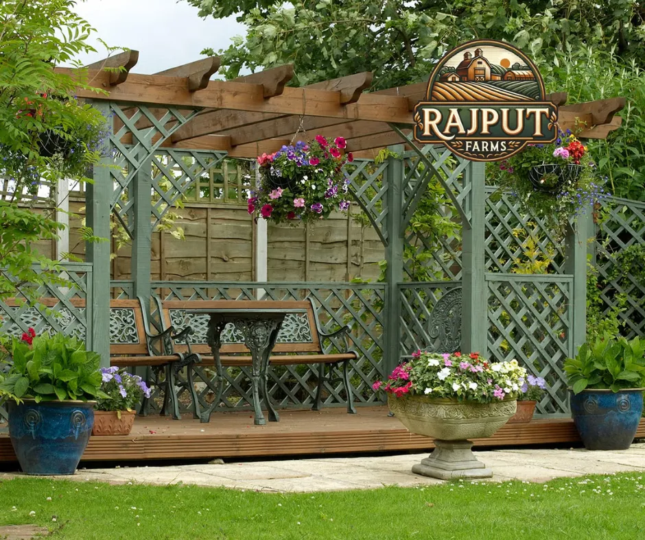 Concept design: timber deck with lattice pergola and potted plants