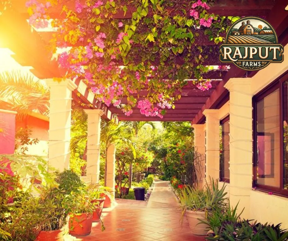 Concept design: veranda pergola with pink bougainvillea and potted plants