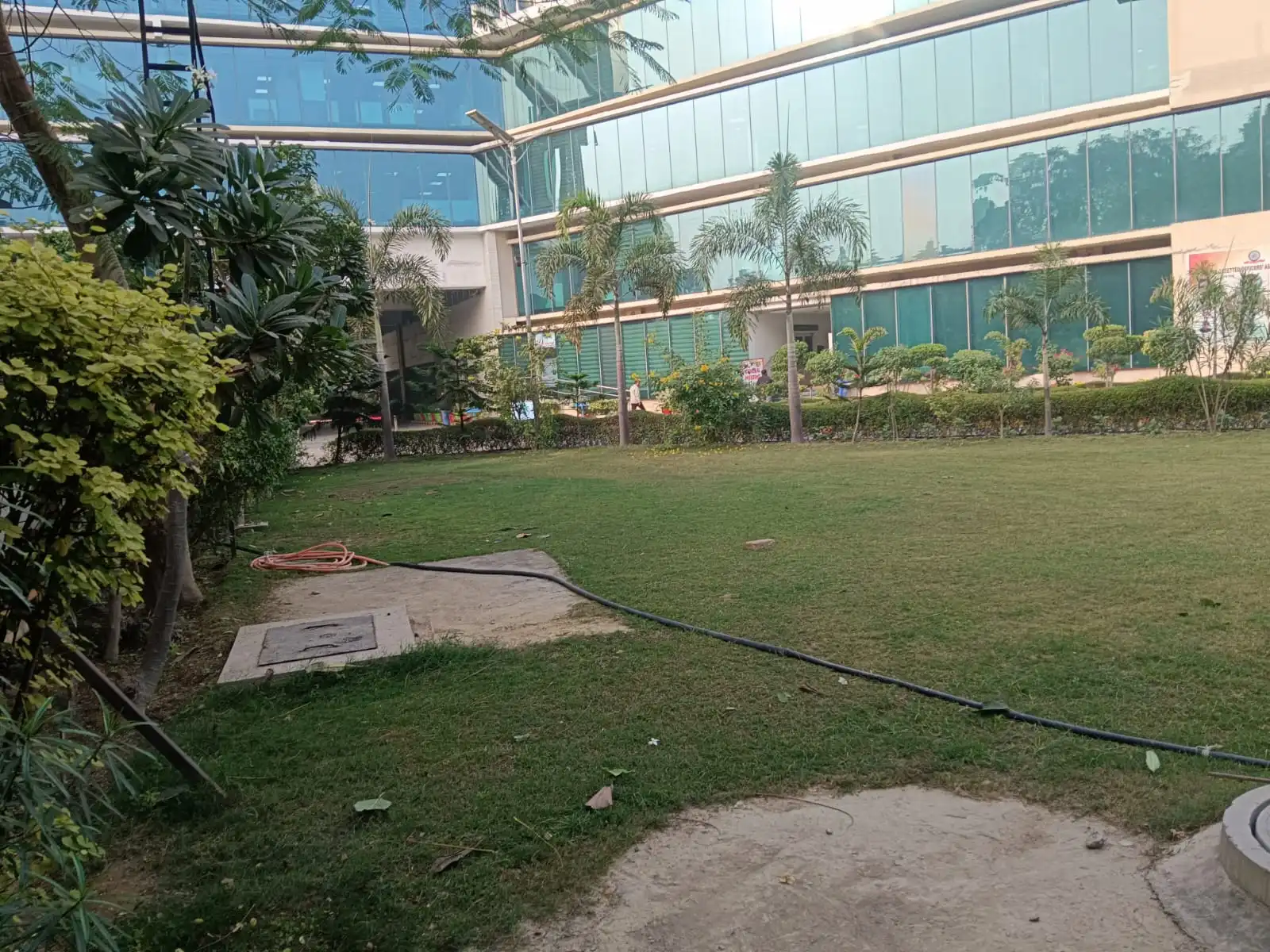 Corporate landscaping lawn with palms in front of a glass office building