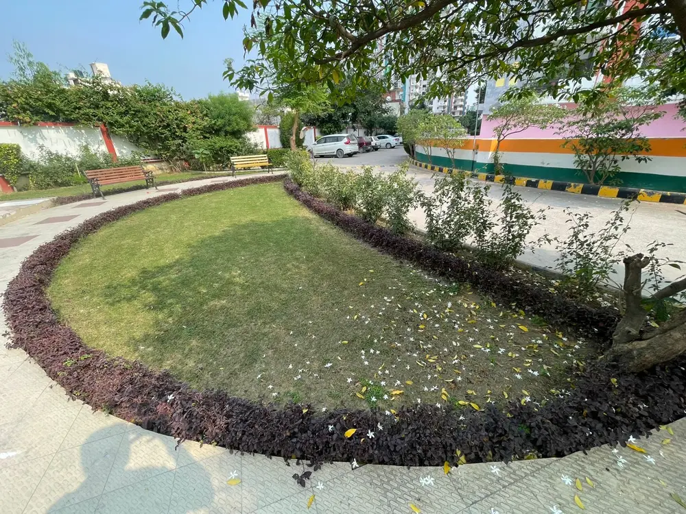 Curved lawn bed edged with purple ground cover before landscape redevelopment