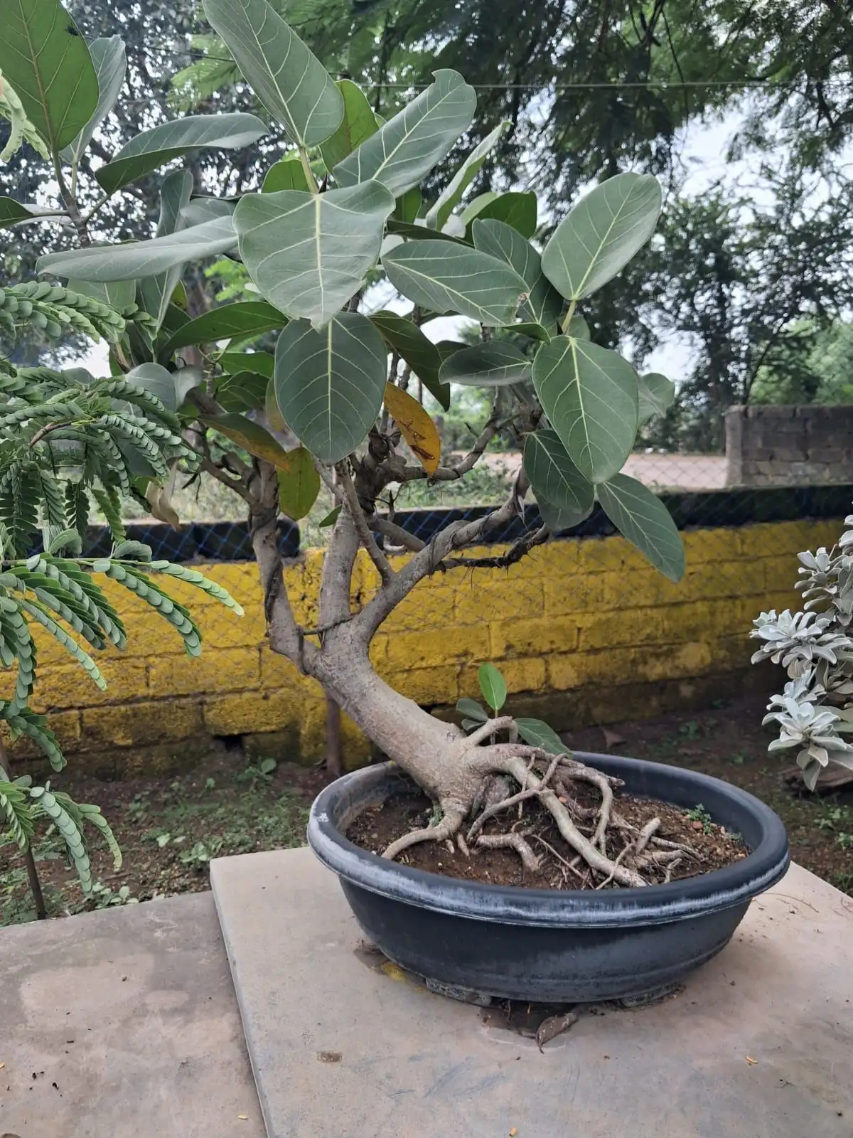 Curved trunk ficus bonsai in a black oval pot