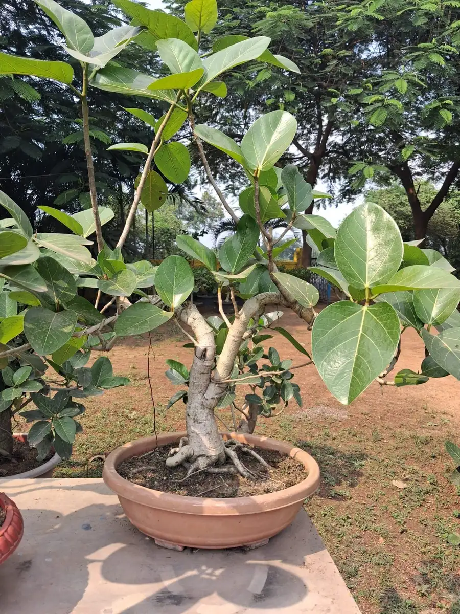 Curving trunk ficus bonsai in a terracotta oval pot