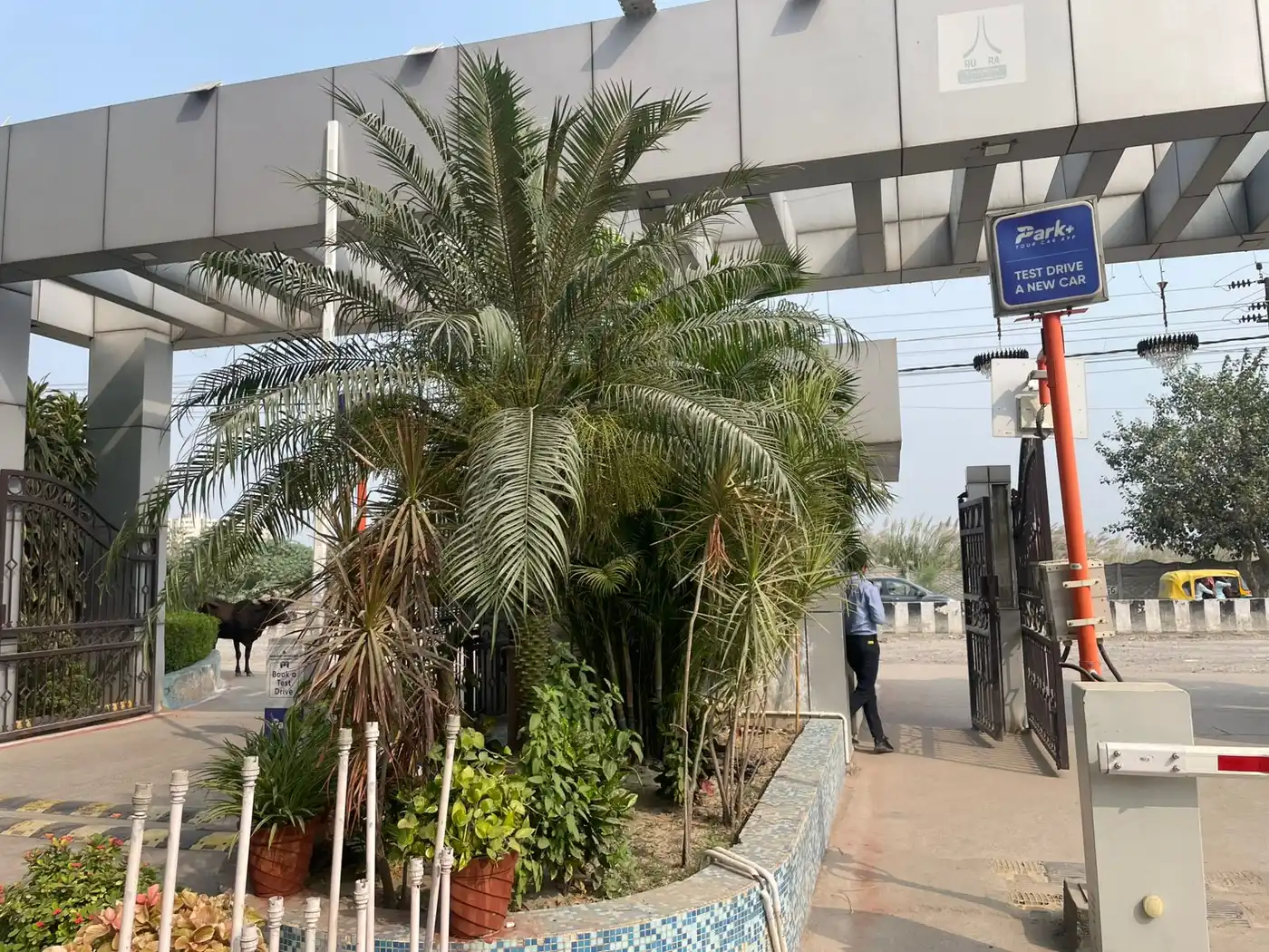 Date palm planted in a landscaped bed at a residential society gate