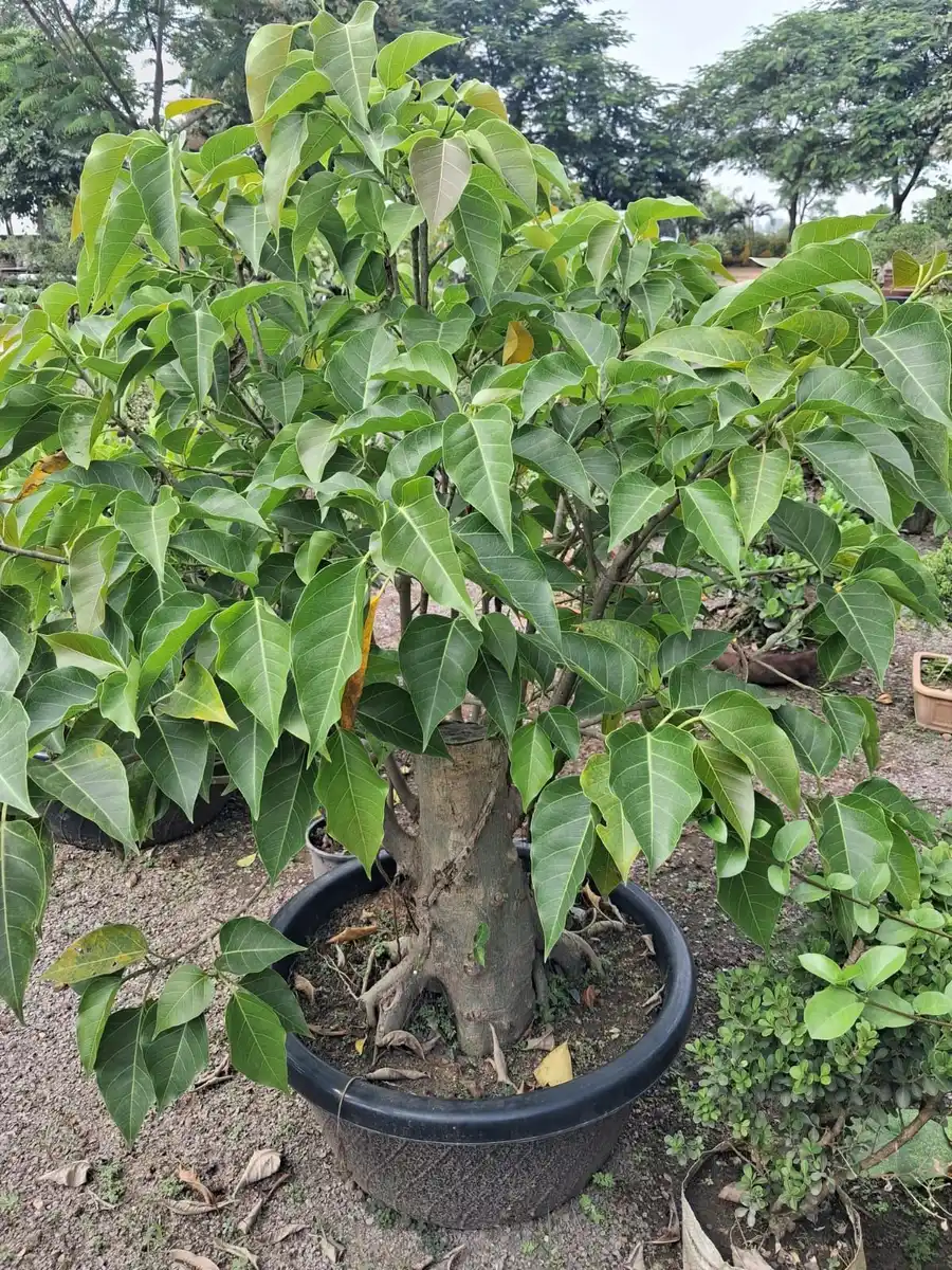 Dense ficus bonsai in a black pot at a plant nursery