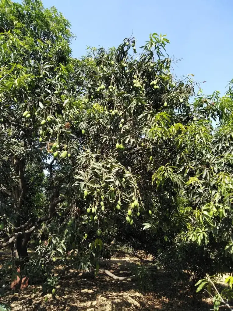 Mango Plantation