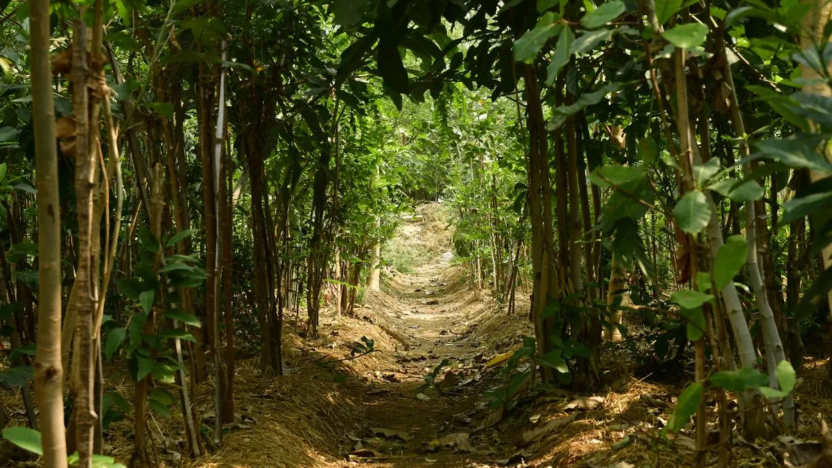 Dense Miyawaki forest plantation with a narrow path