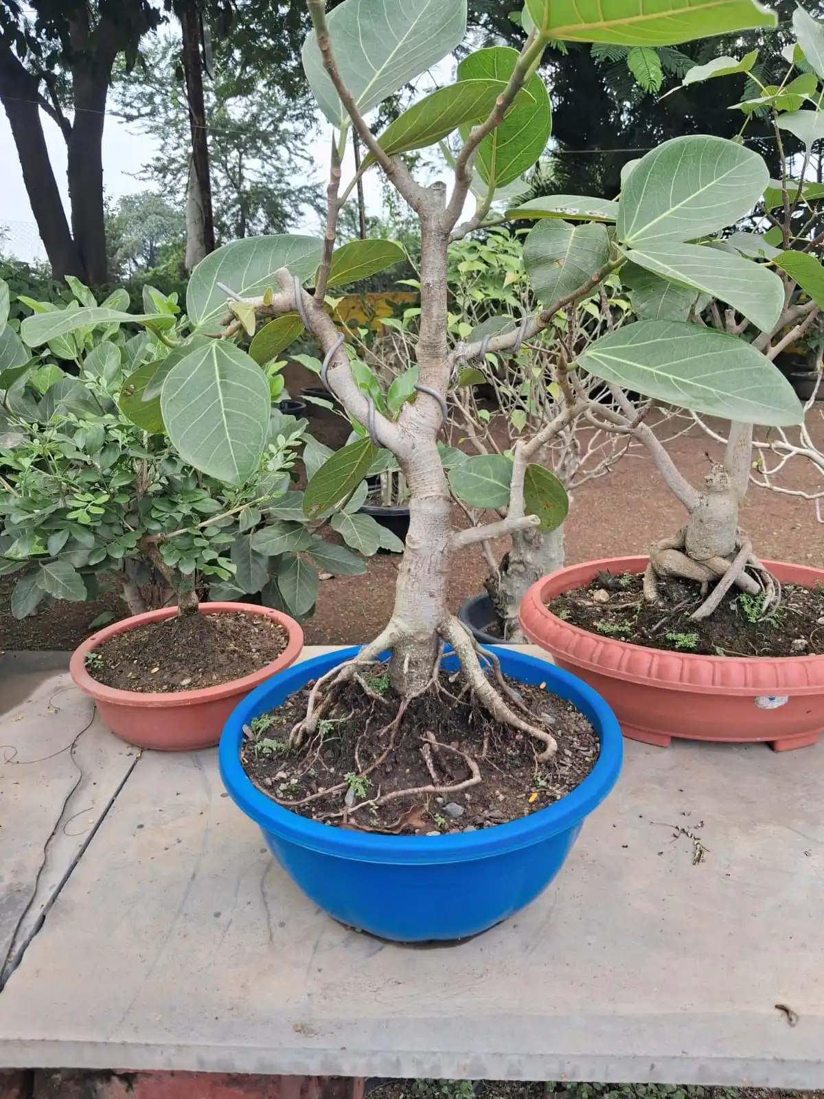Exposed root ficus bonsai in a blue bowl on a display table