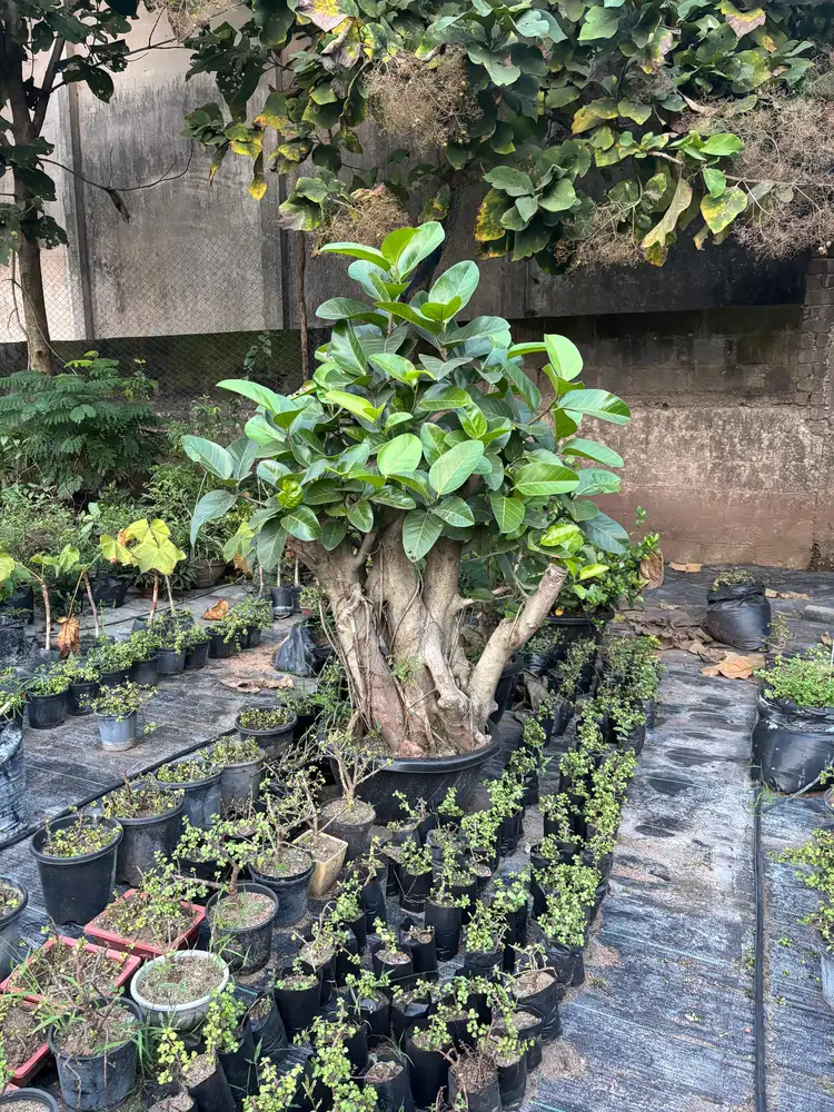 Ficus bonsai above rows of potted seedlings at a plant nursery