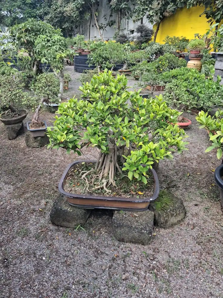 Ficus bonsai in a rectangular tray on stones among nursery plants