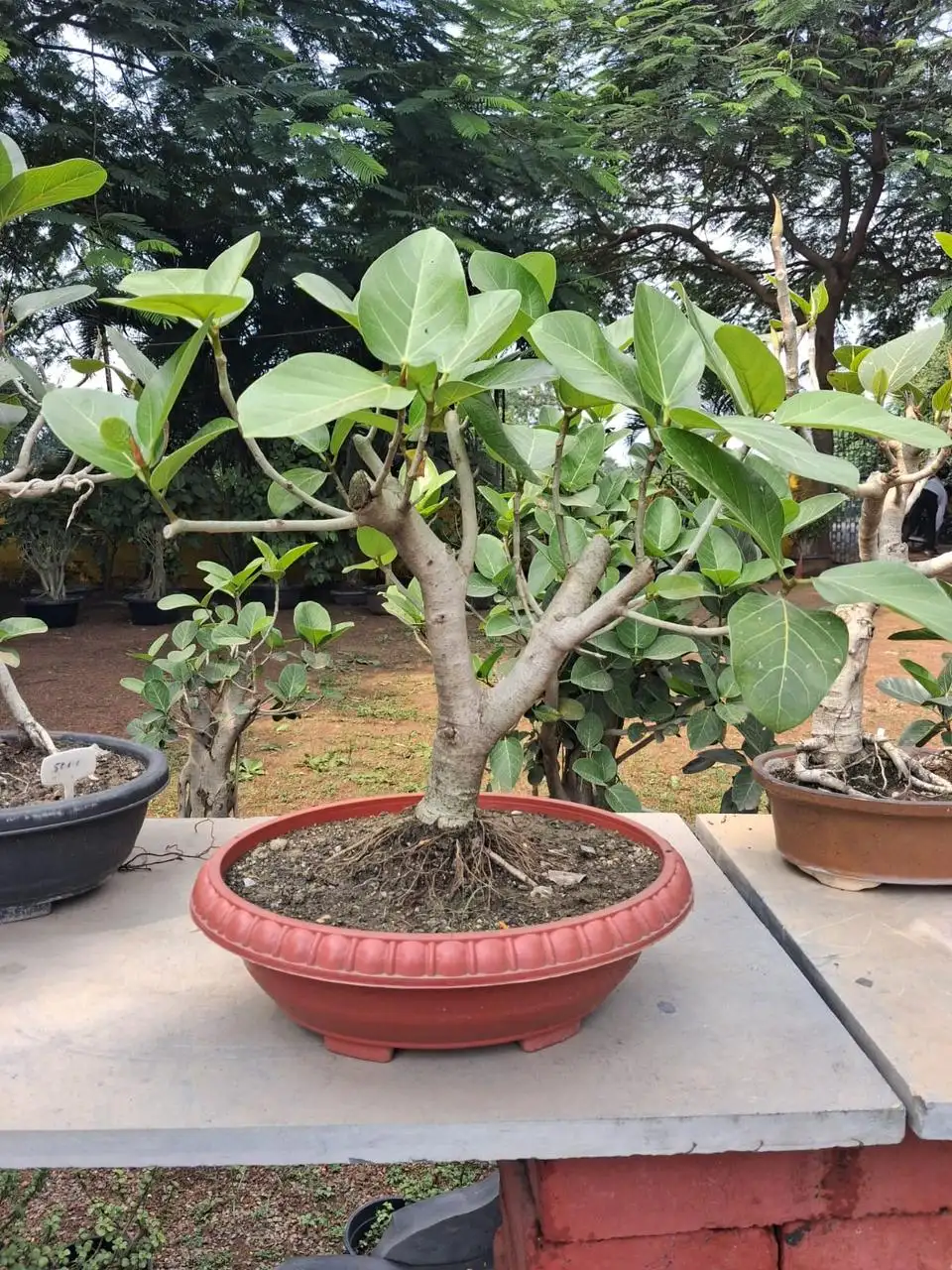Ficus bonsai in a red oval pot on a nursery display table
