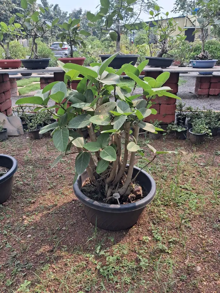 Ficus bonsai in black pot with bonsai display tables behind