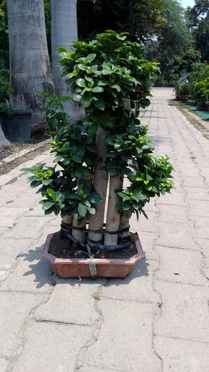 Ficus bonsai with aerial root trunks at a wholesale plant nursery