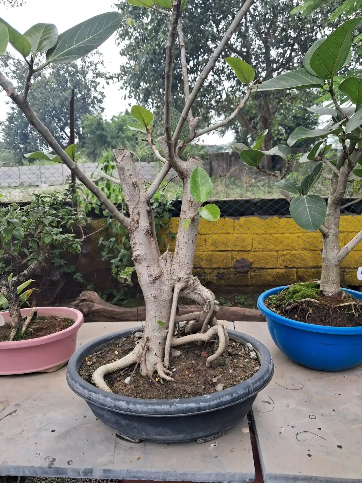 Ficus bonsai with exposed aerial roots in a grey oval tray
