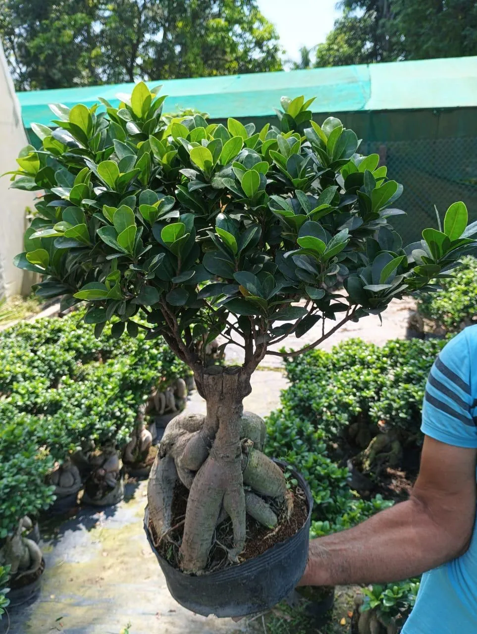 Ficus bonsai with thick roots held at a plant nursery