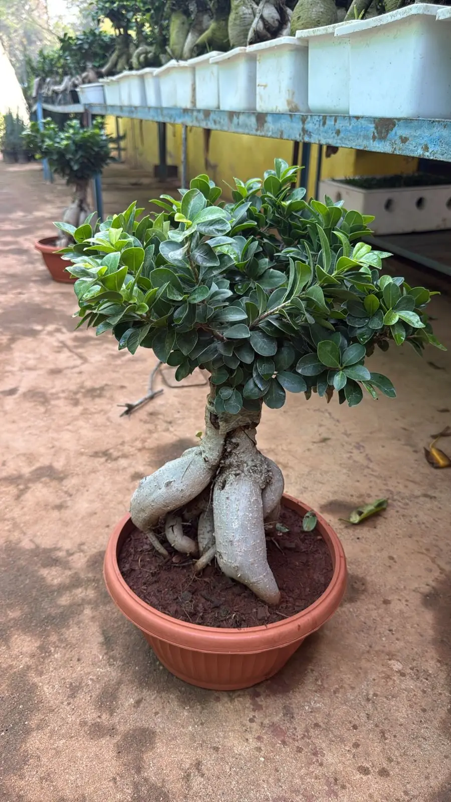 Ficus ginseng bonsai with thick roots in a terracotta pot